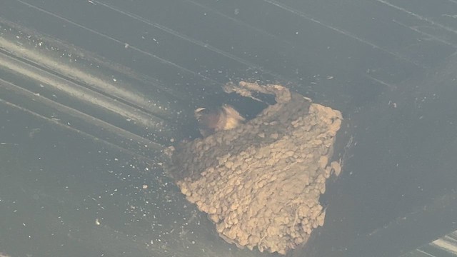 Cliff Swallow - ML646448724