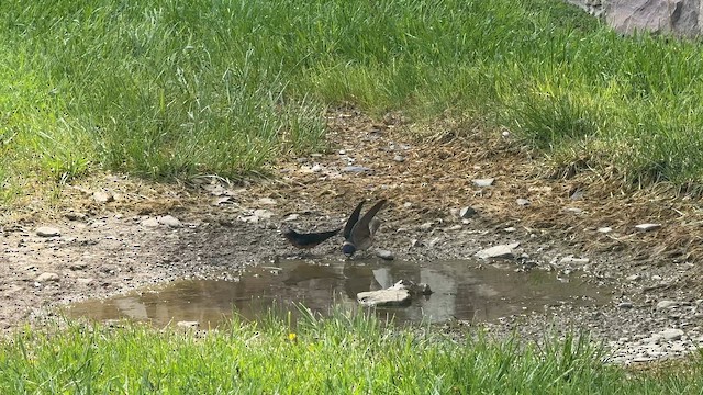 Cliff Swallow - ML646448725