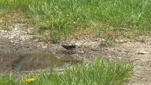 Cliff Swallow - ML646448726