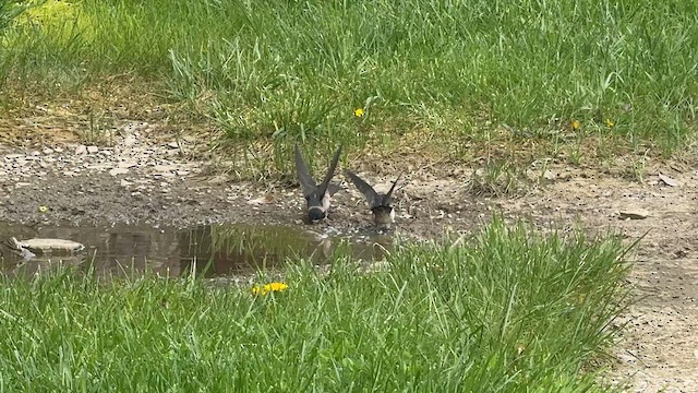 Cliff Swallow - ML646448727