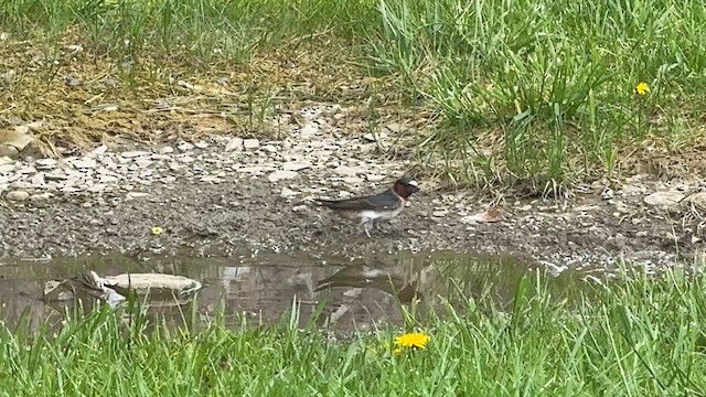 Cliff Swallow - ML646448728