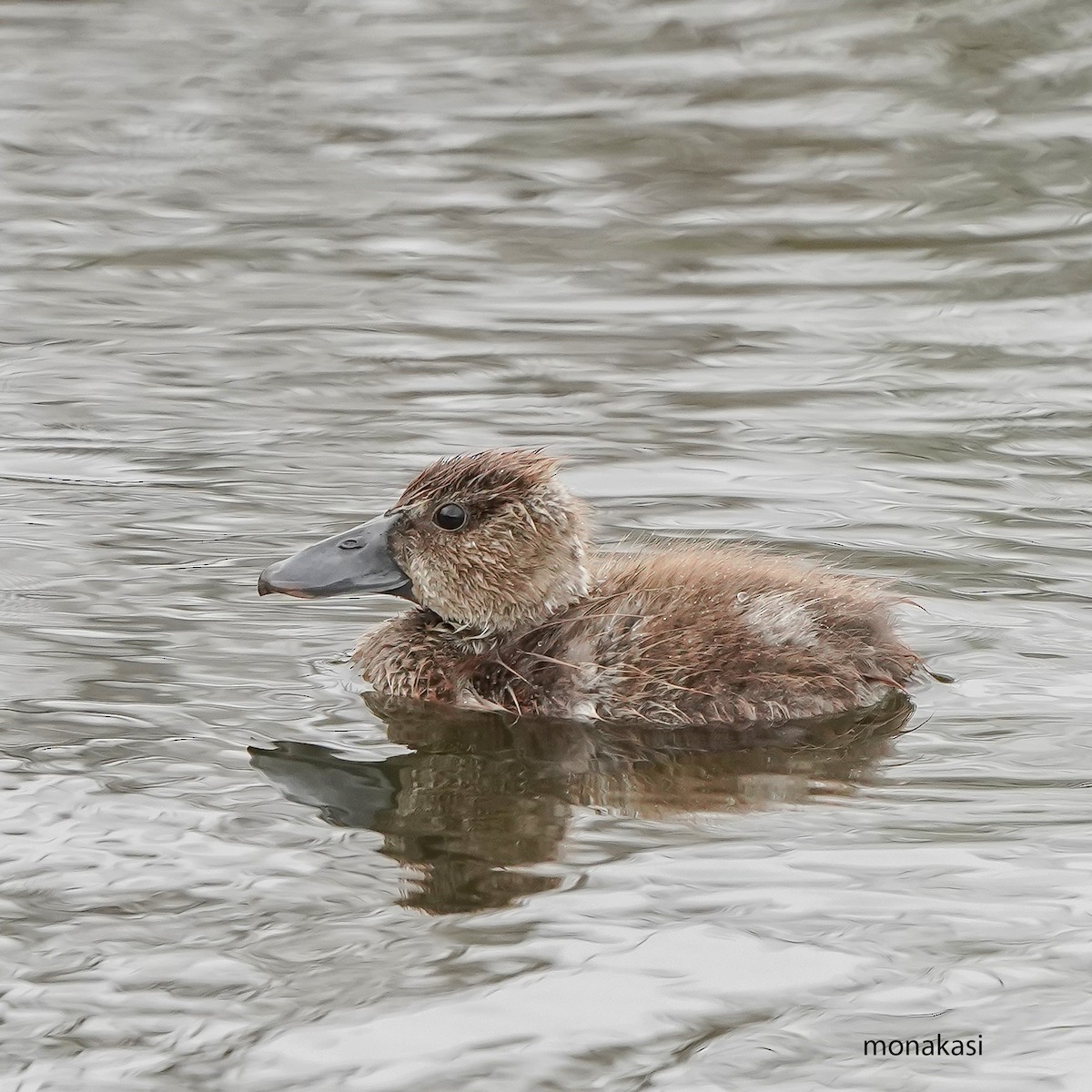 Lesser Whistling-Duck - ML646448729