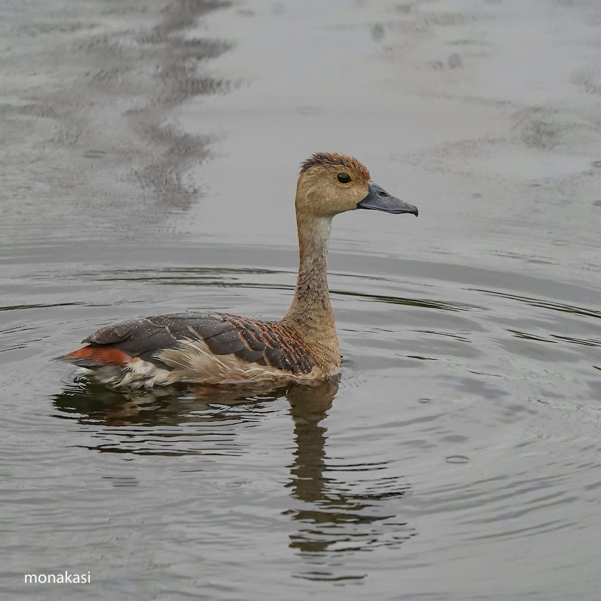 Lesser Whistling-Duck - ML646448730