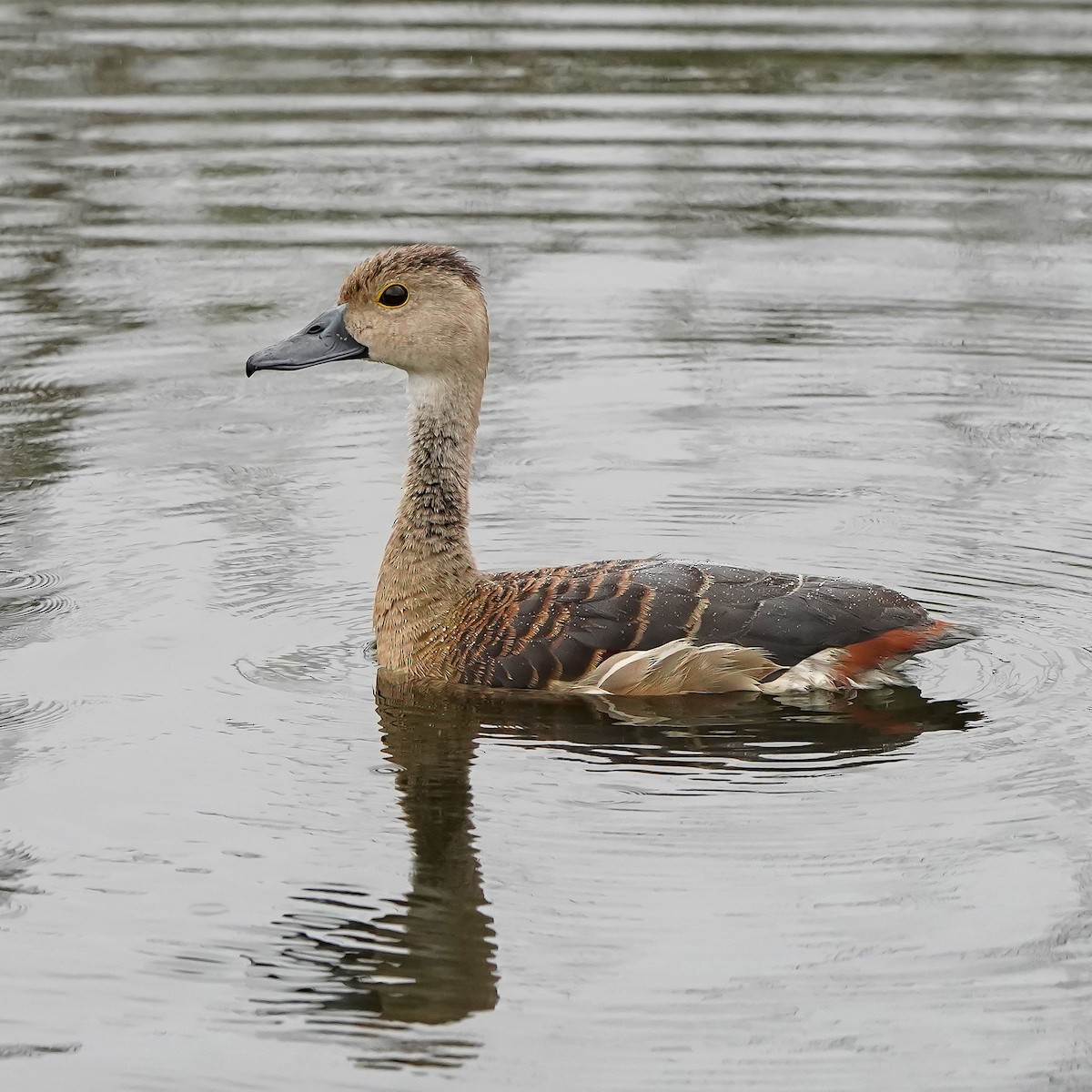 Lesser Whistling-Duck - ML646448731
