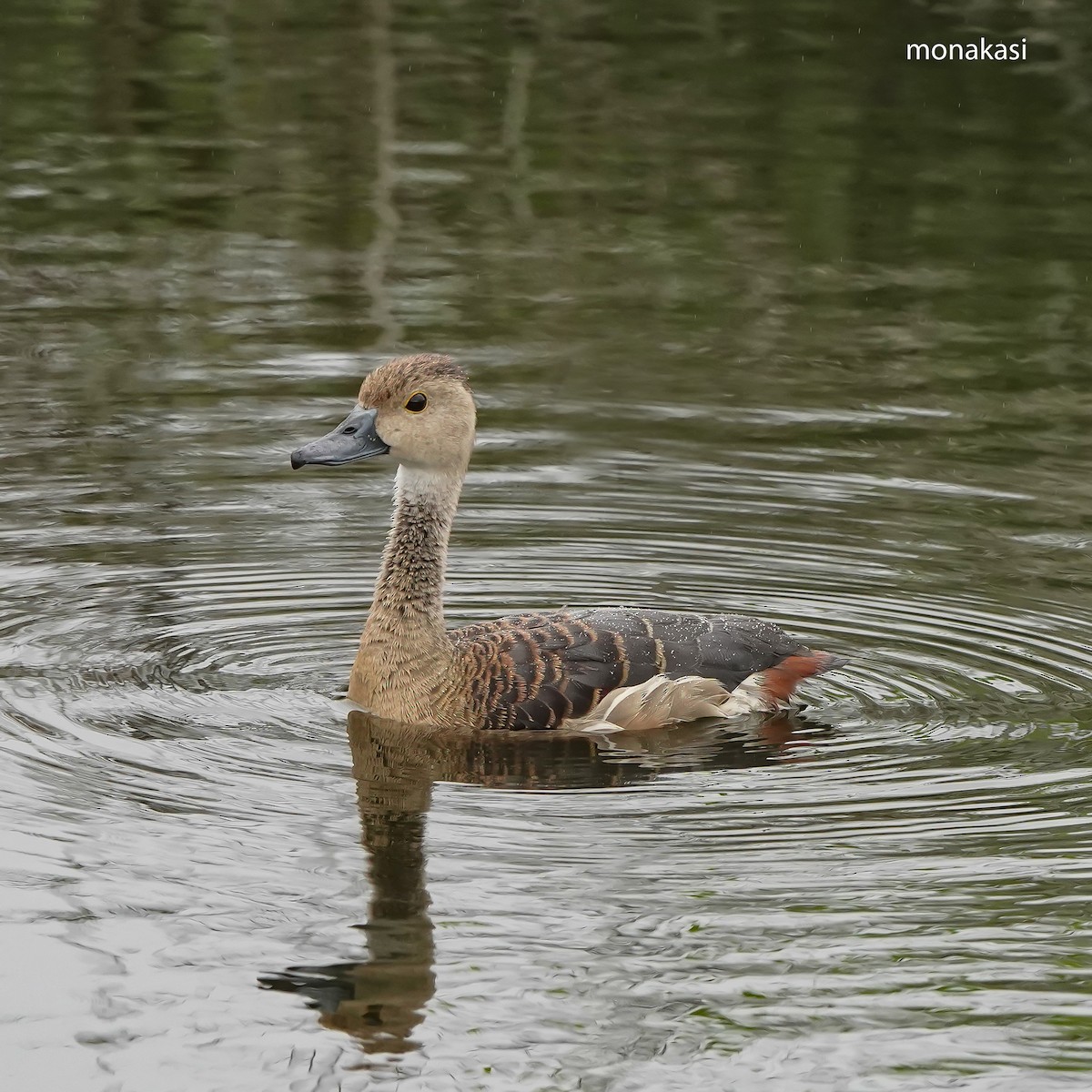 Lesser Whistling-Duck - ML646448732