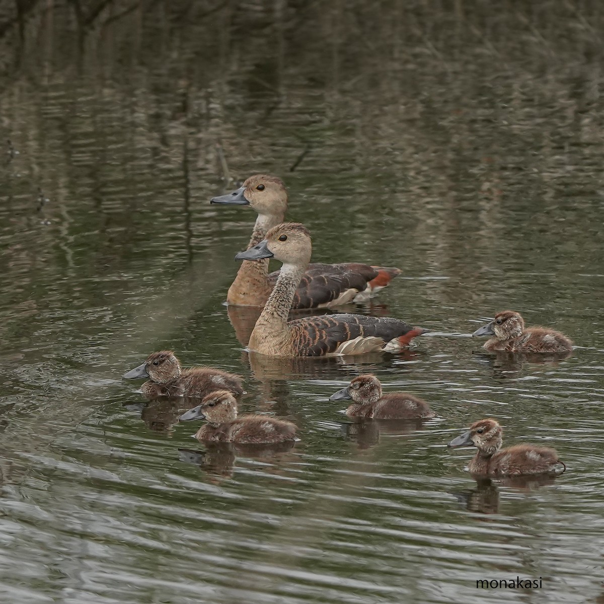 Lesser Whistling-Duck - ML646448733