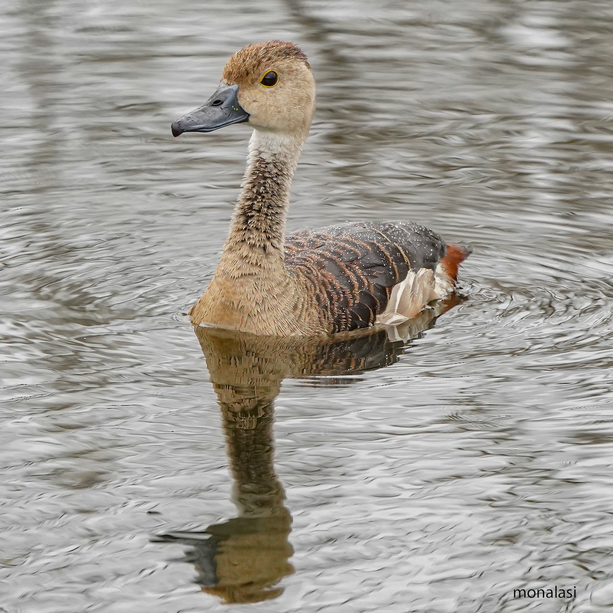 Lesser Whistling-Duck - ML646448734