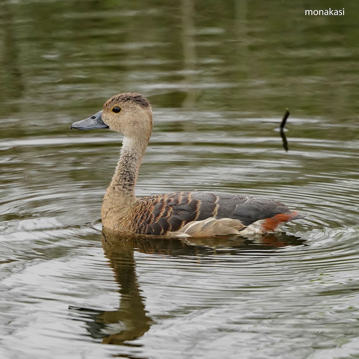 Lesser Whistling-Duck - ML646448735