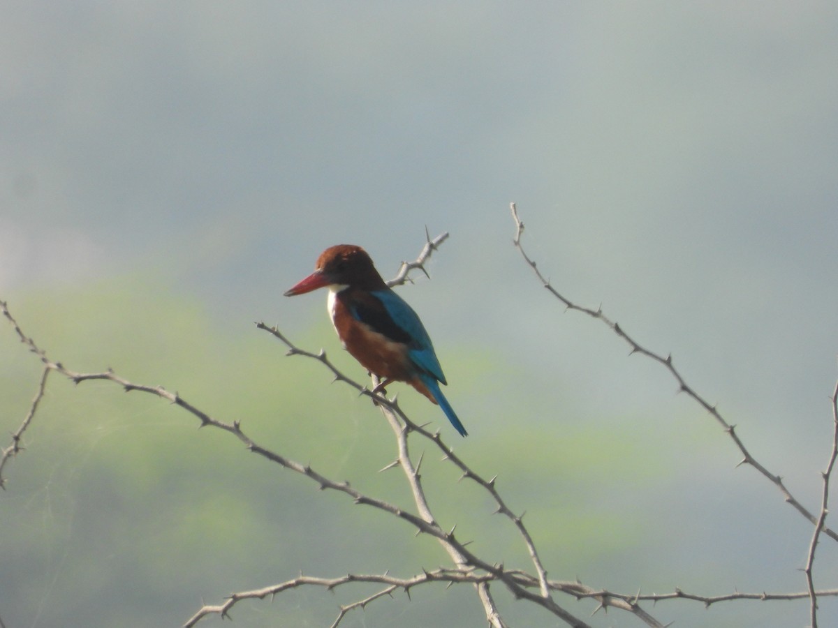 White-throated Kingfisher - ML646448736
