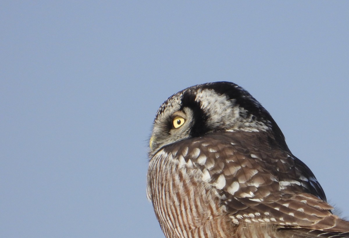 Northern Hawk Owl - ML646448737