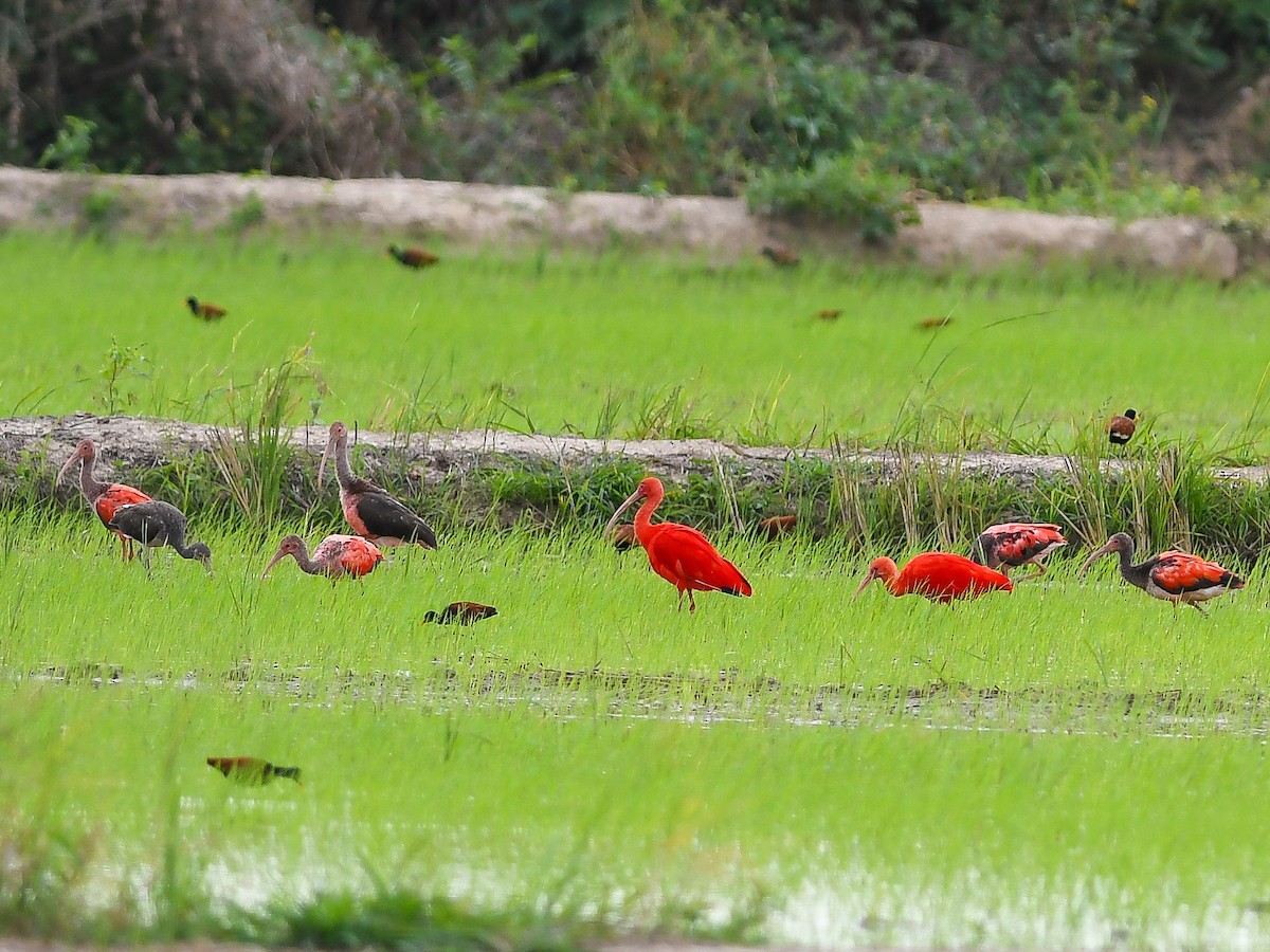Scarlet Ibis - ML646448739