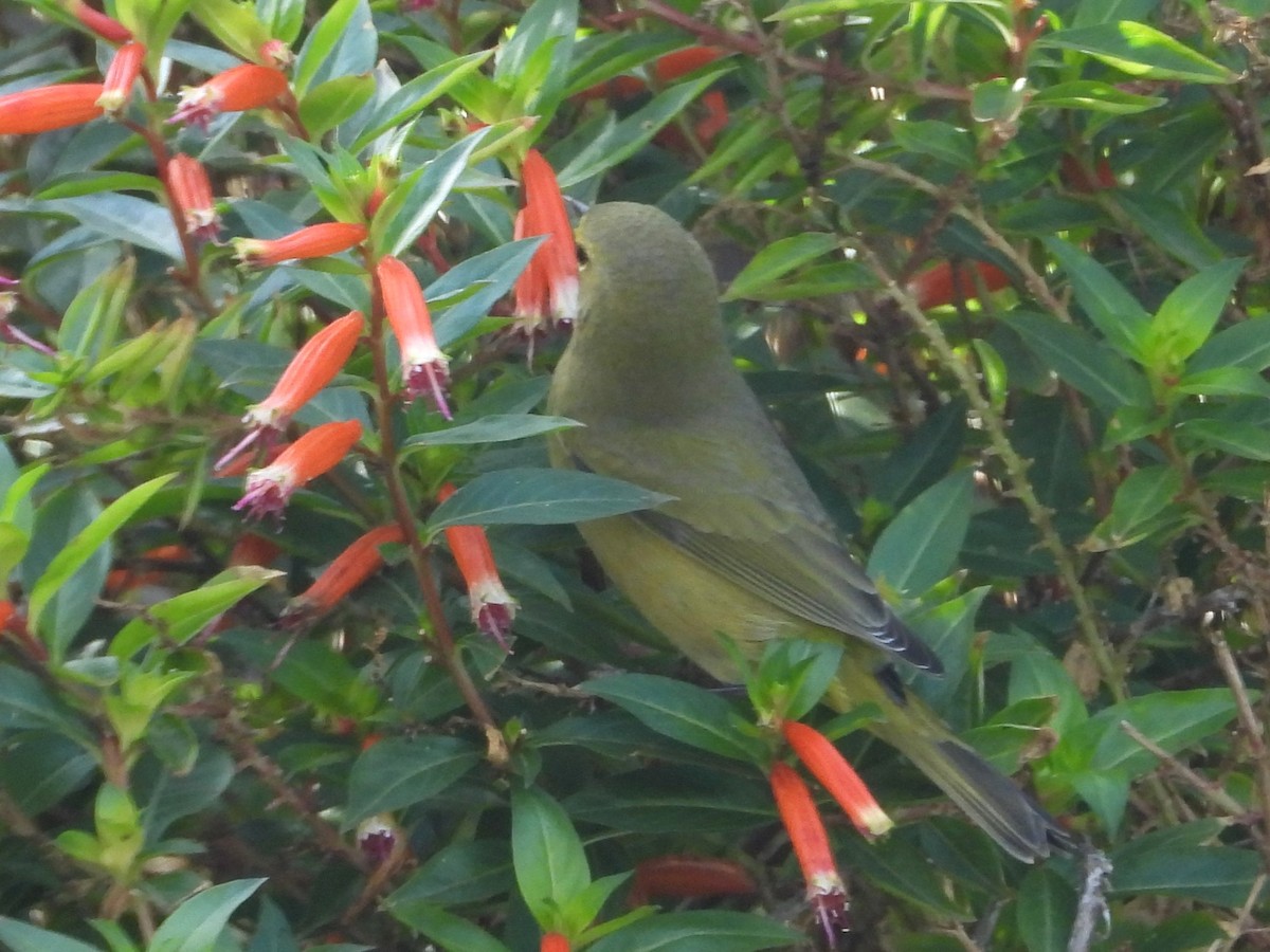 Orange-crowned Warbler - ML646448742