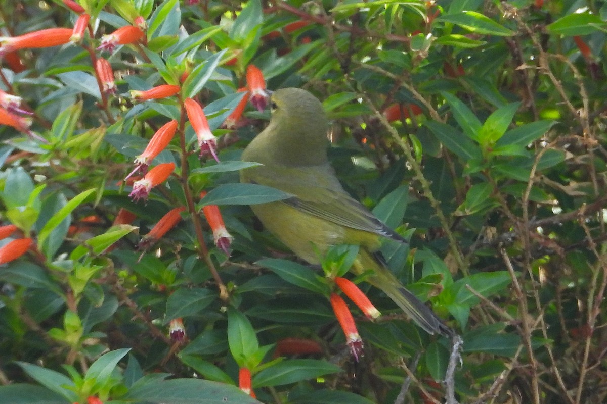 Orange-crowned Warbler - ML646448743