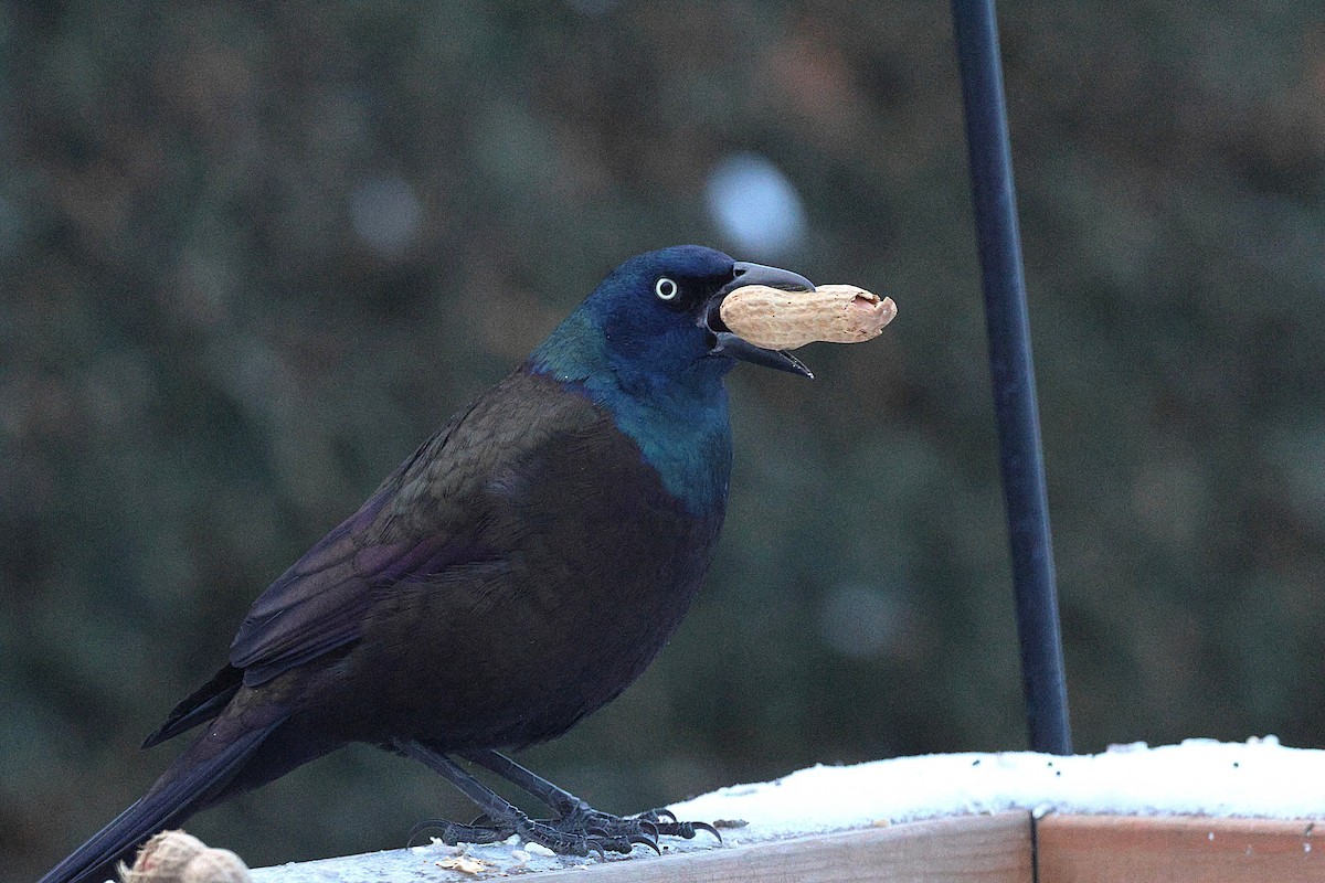 Common Grackle - ML646448744