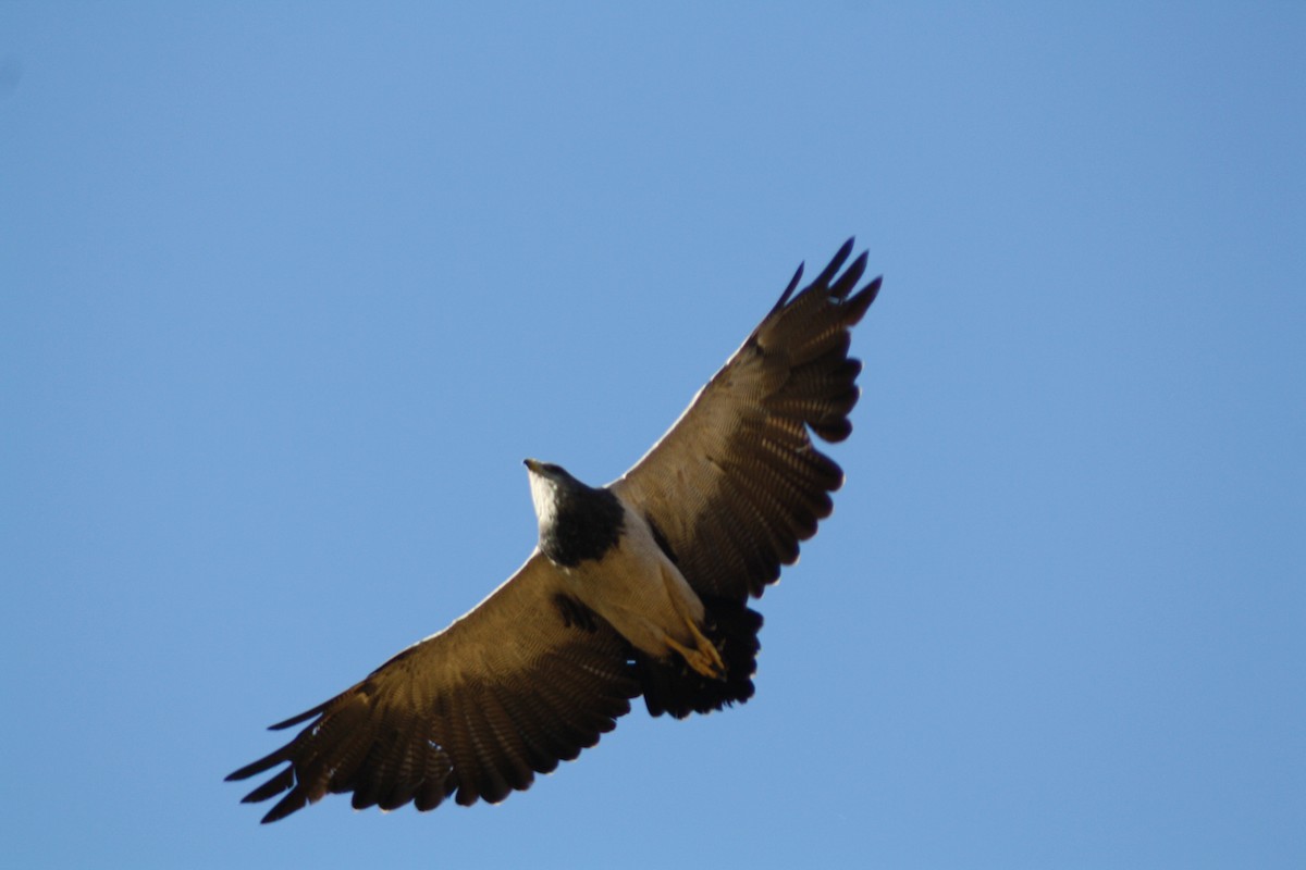 káně orlí - ML646448745