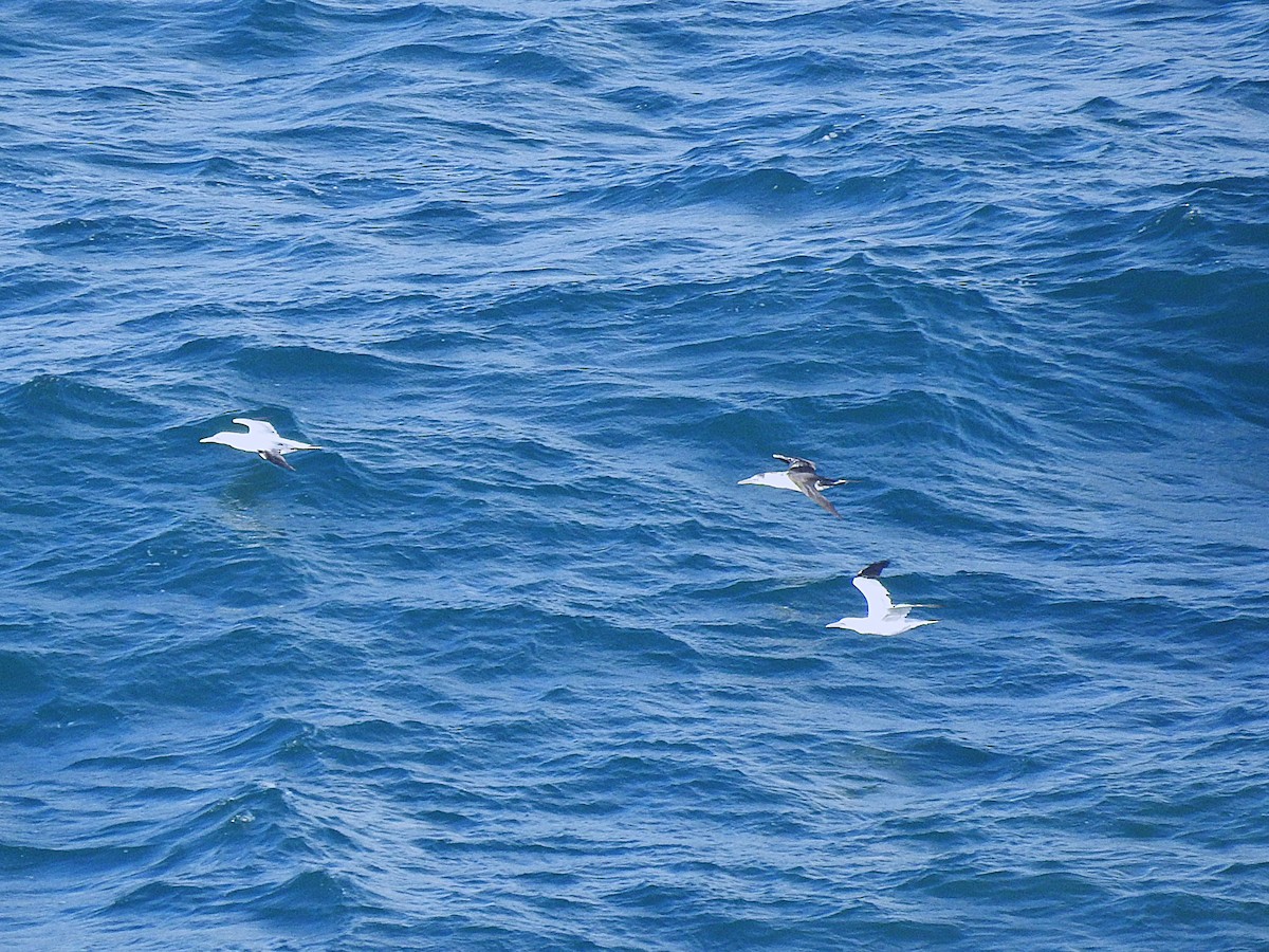 סולה מצויה - ML646448748