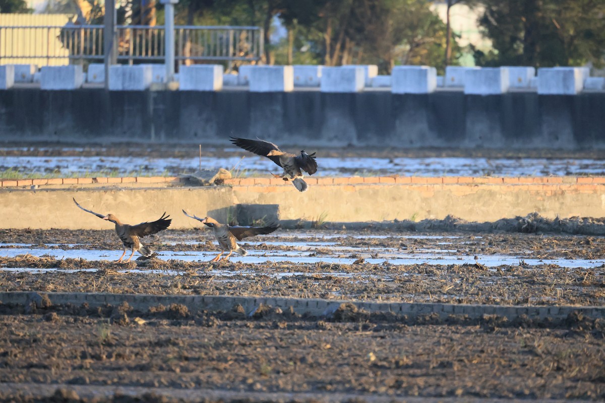 Greater White-fronted Goose - ML646448750