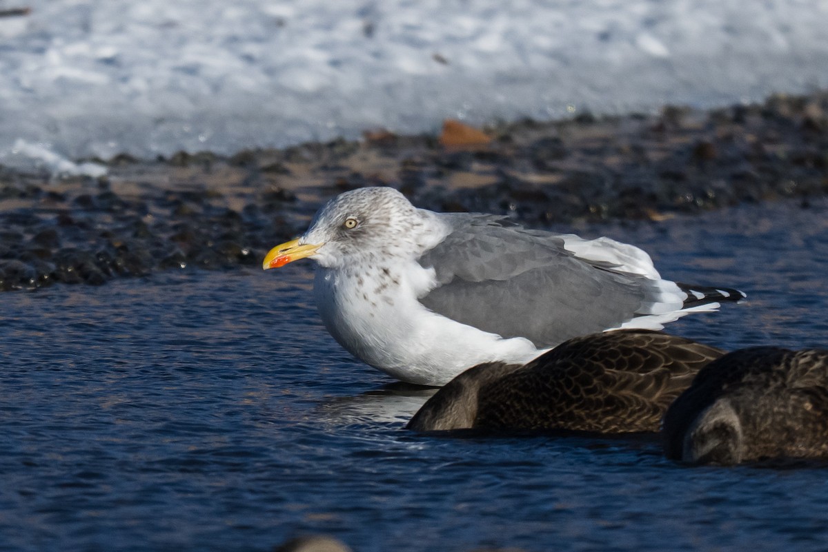 Kara Sırtlı Martı - ML646448751