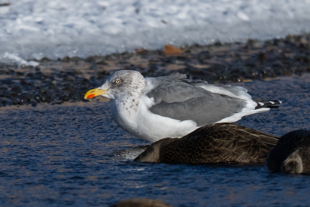 Kara Sırtlı Martı - ML646448752