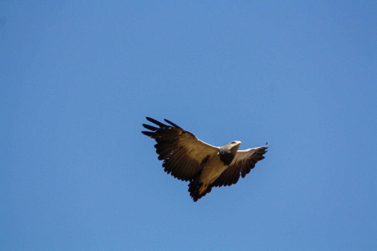 káně orlí - ML646448754