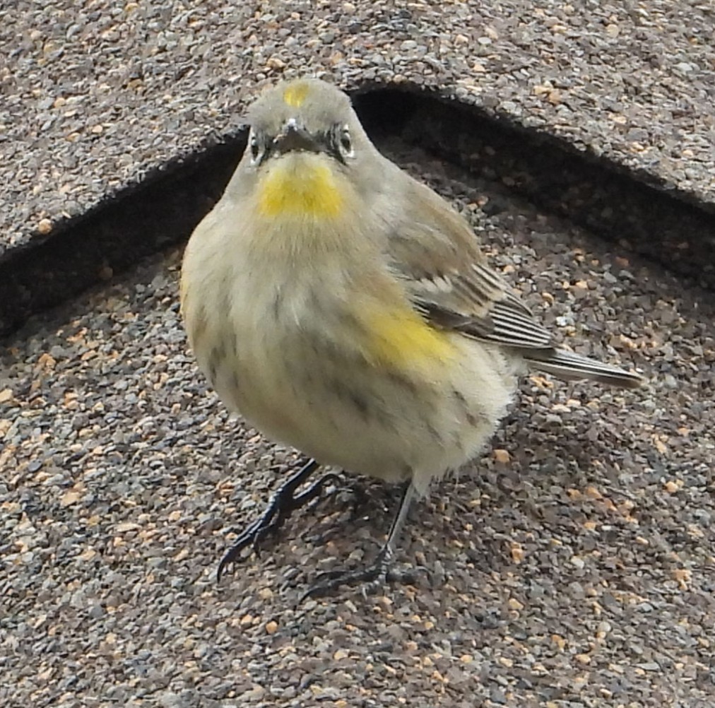 Yellow-rumped Warbler - ML646448756