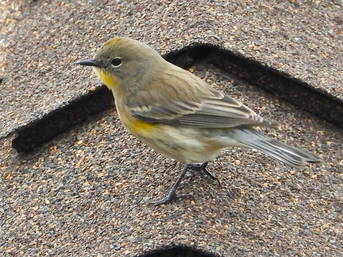 Yellow-rumped Warbler - ML646448757