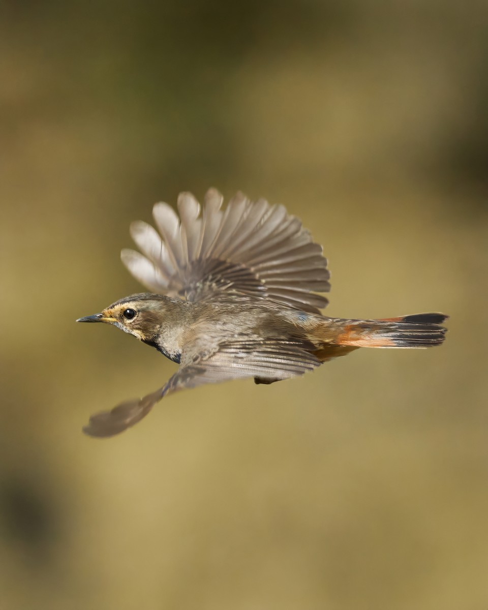 藍喉鴝 - ML646448758