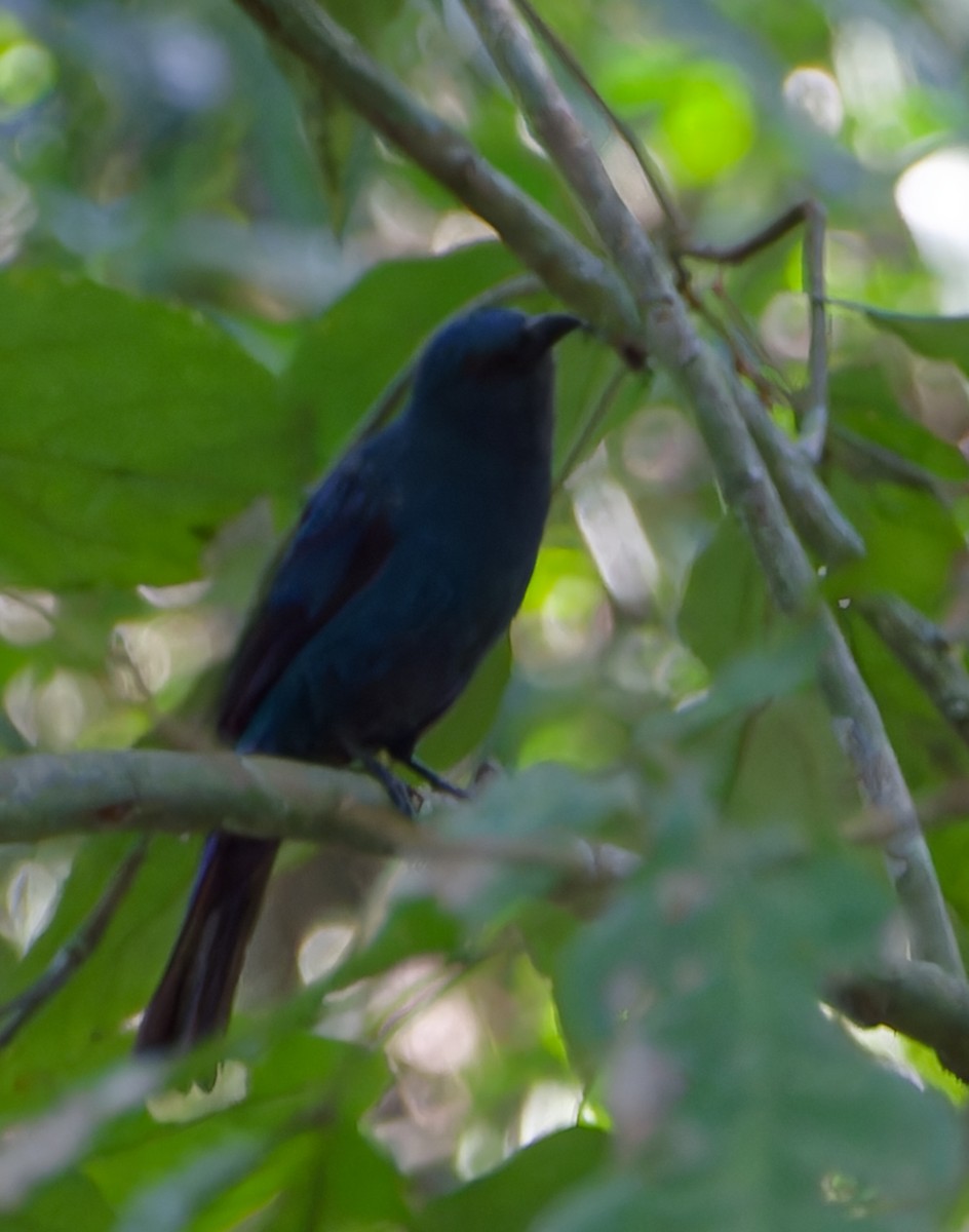 Asian Fairy-bluebird - ML646448759