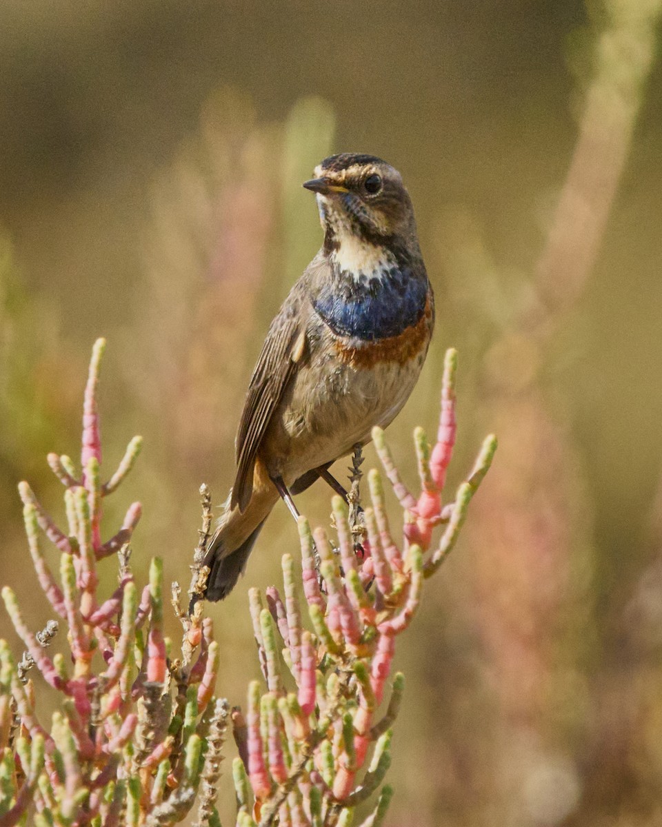 藍喉鴝 - ML646448761