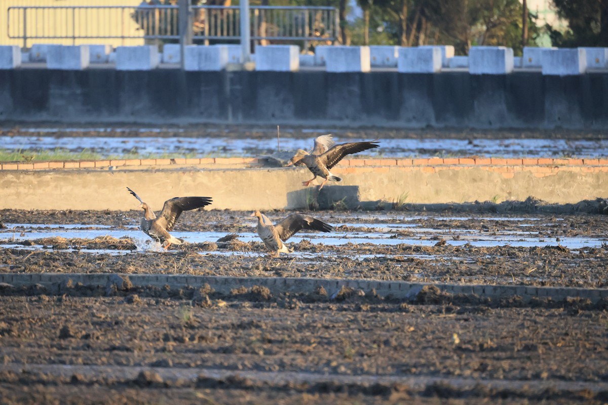 Greater White-fronted Goose - ML646448765
