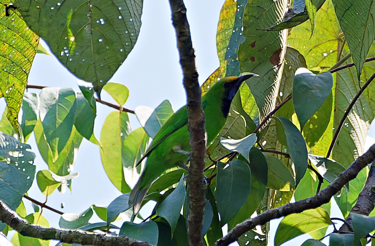 Golden-fronted Leafbird - ML646448766