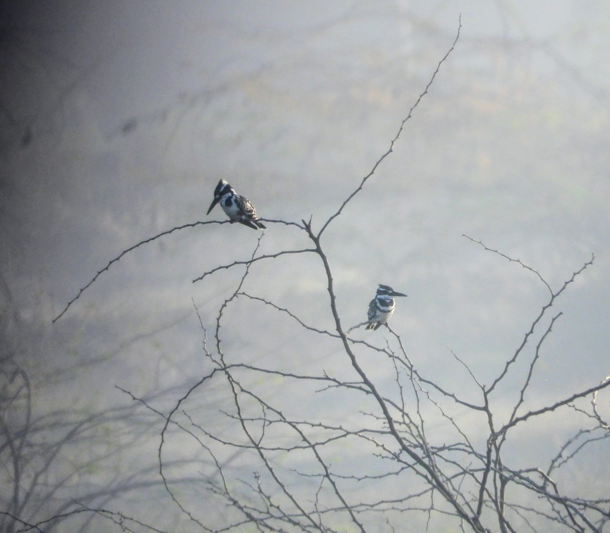 Pied Kingfisher - ML646448767