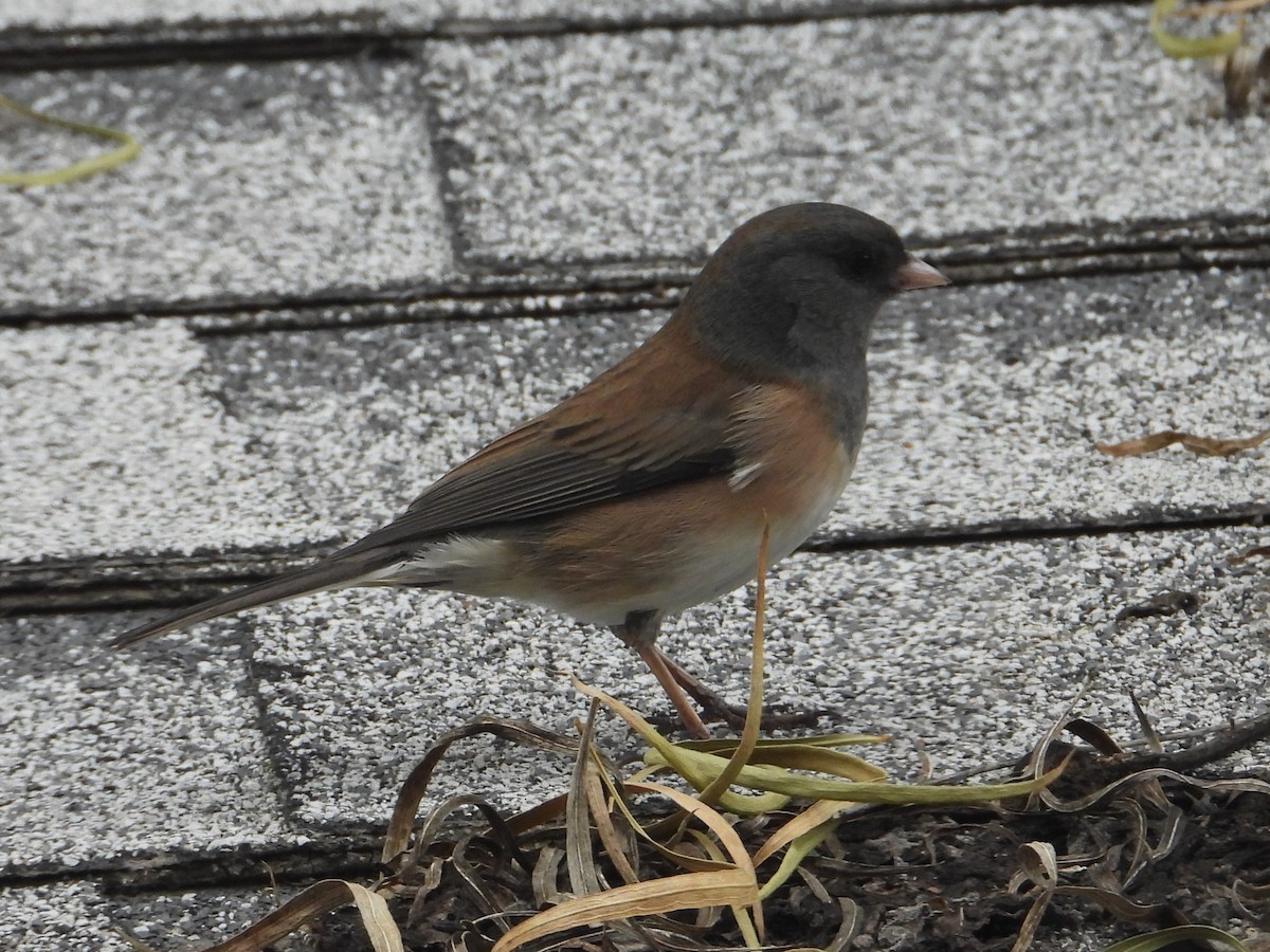 Dark-eyed Junco - ML646448768