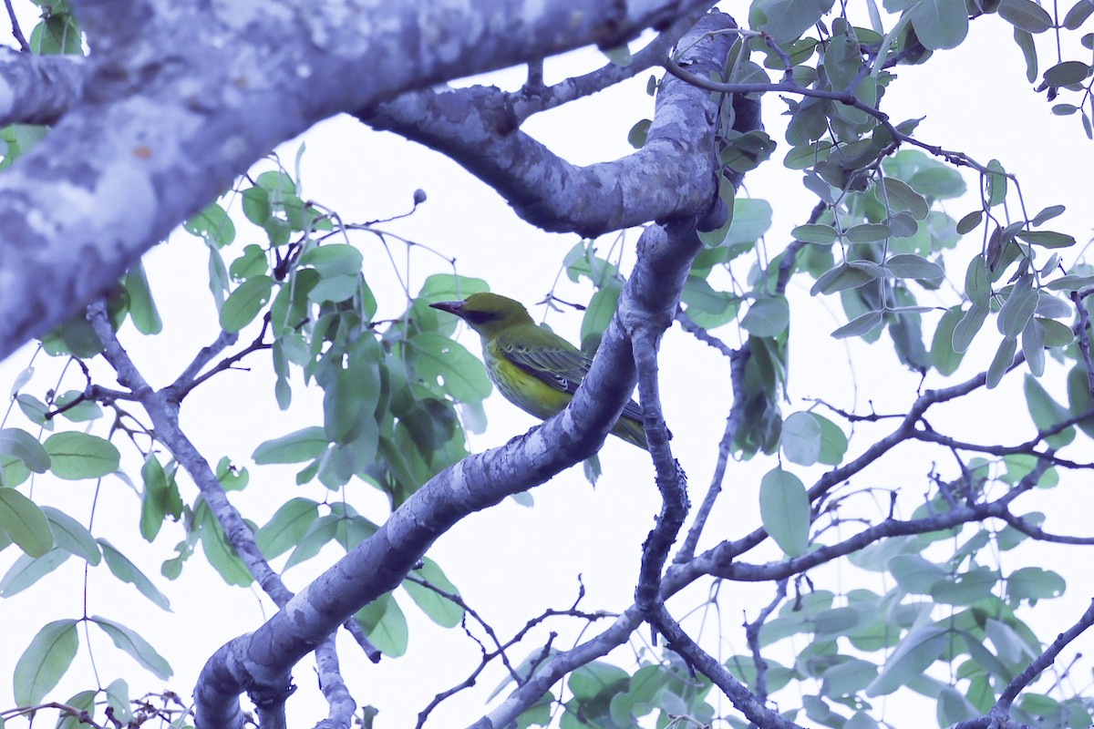 African Golden Oriole - ML646448775