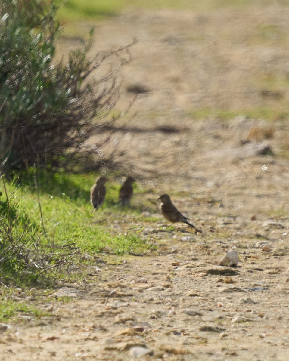 赤胸朱頂雀 - ML646448776