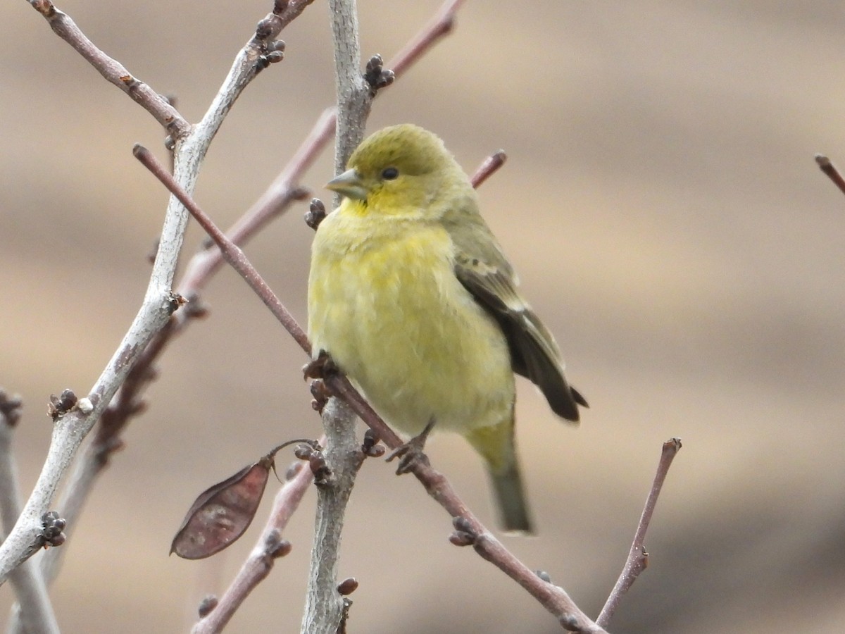 Lesser Goldfinch - ML646448778