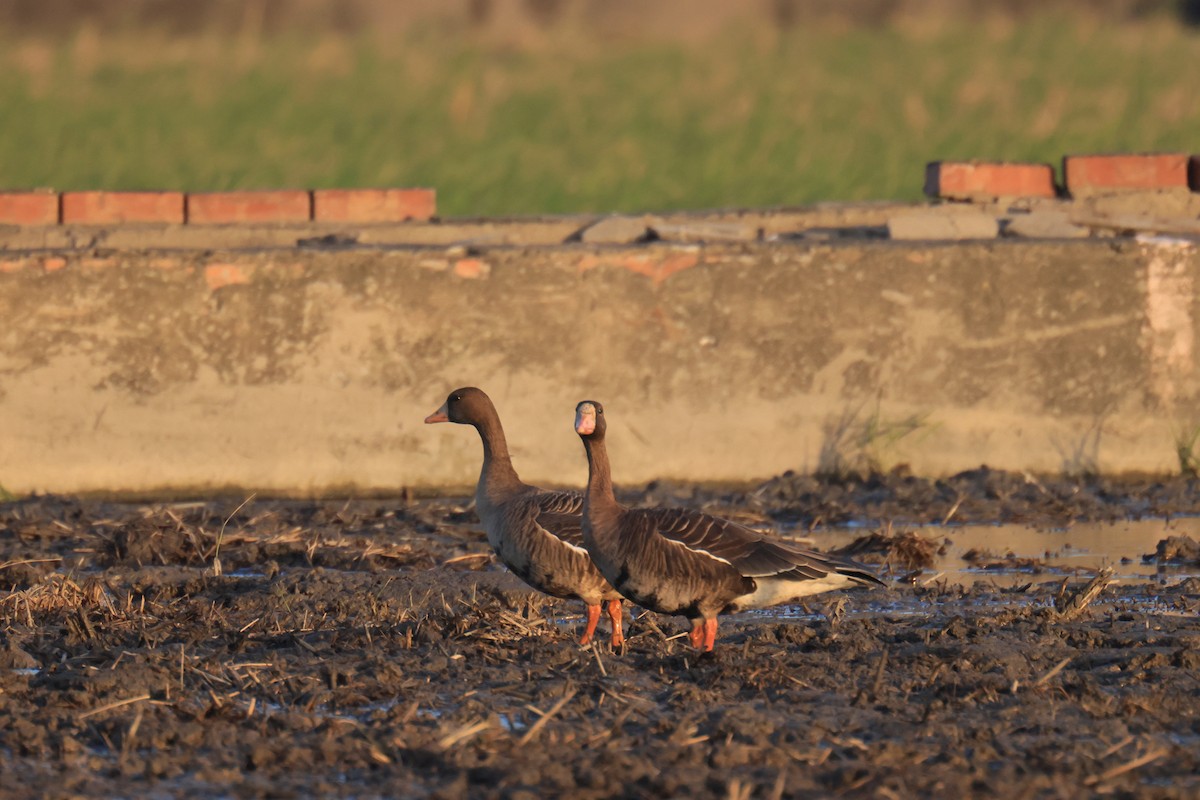Greater White-fronted Goose - ML646448779