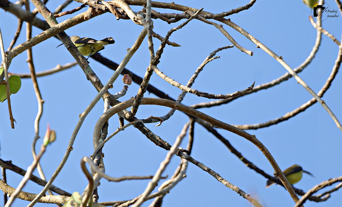 Little Spiderhunter - ML646448784