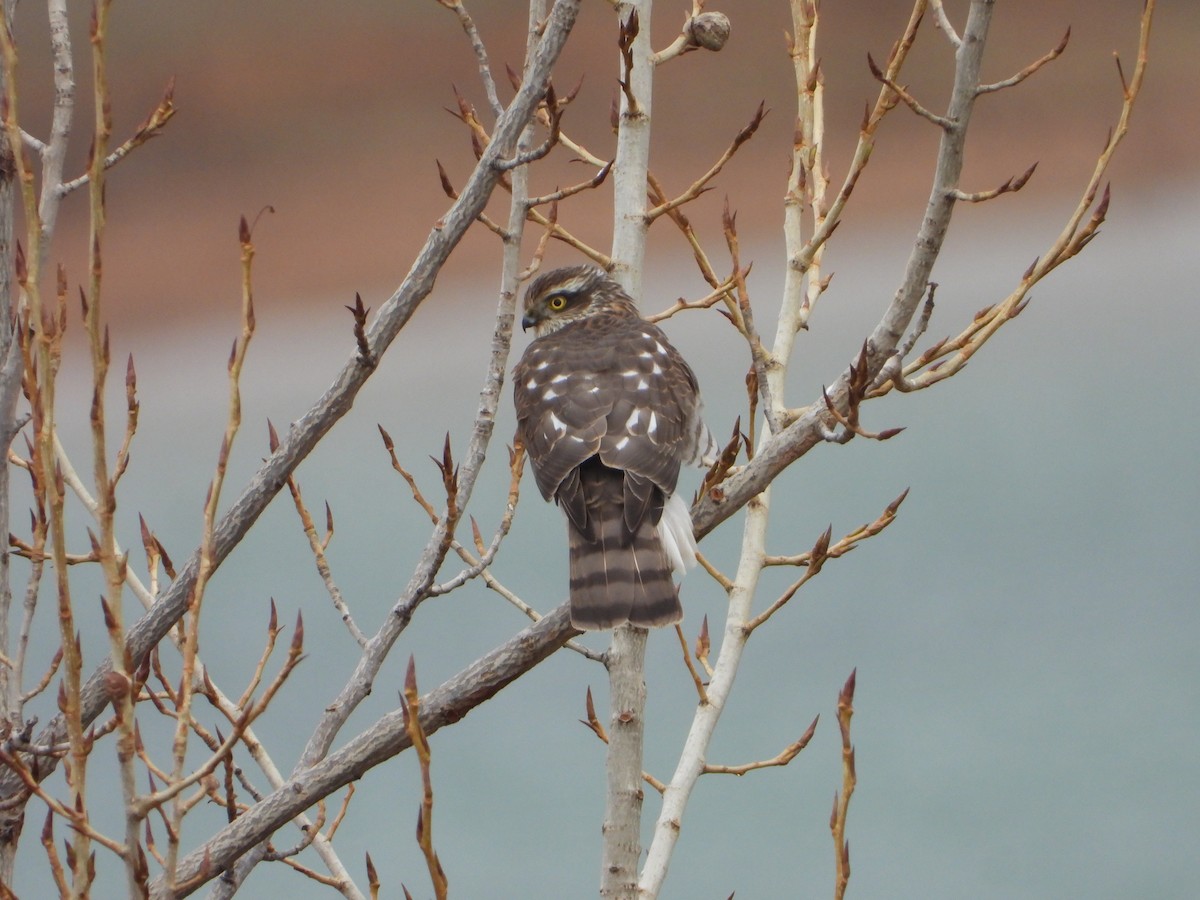 krahujec obecný - ML646448785