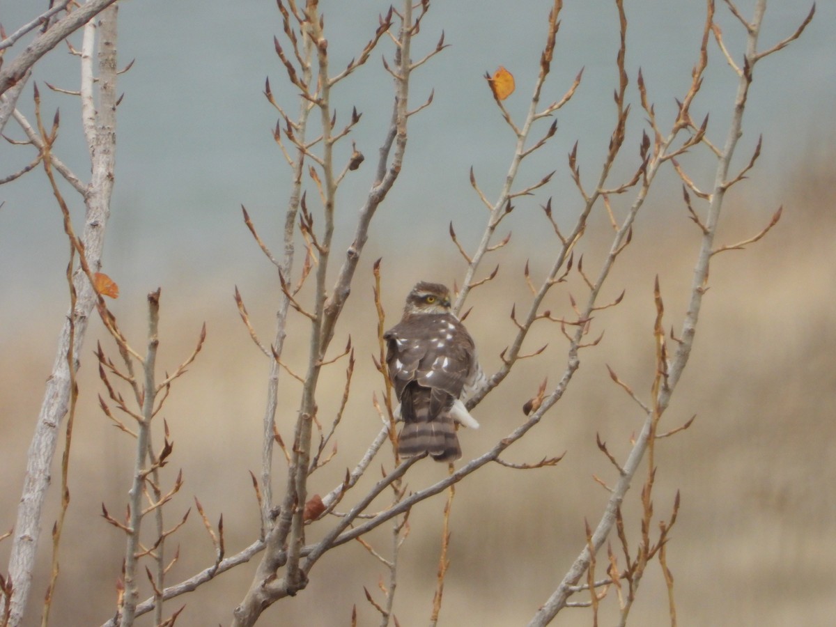 krahujec obecný - ML646448786