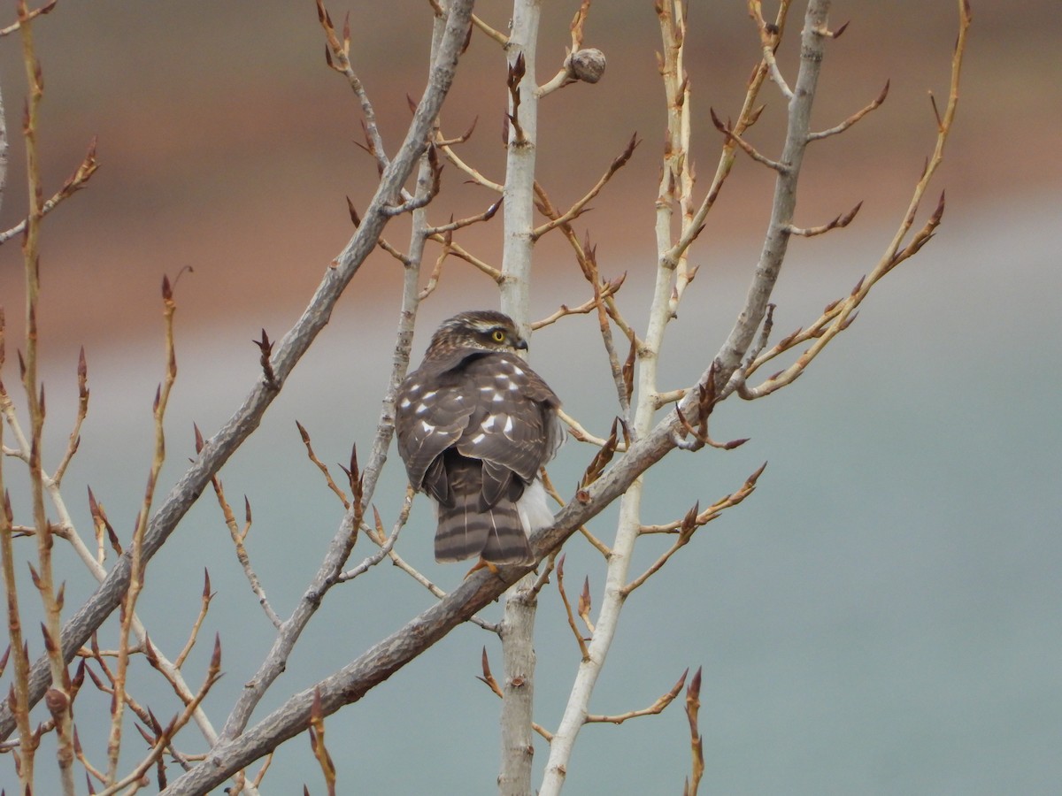 krahujec obecný - ML646448787