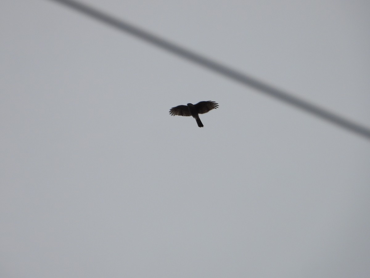 krahujec obecný - ML646448788