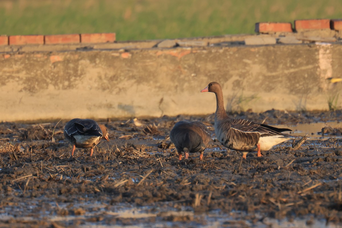 Greater White-fronted Goose - ML646448790