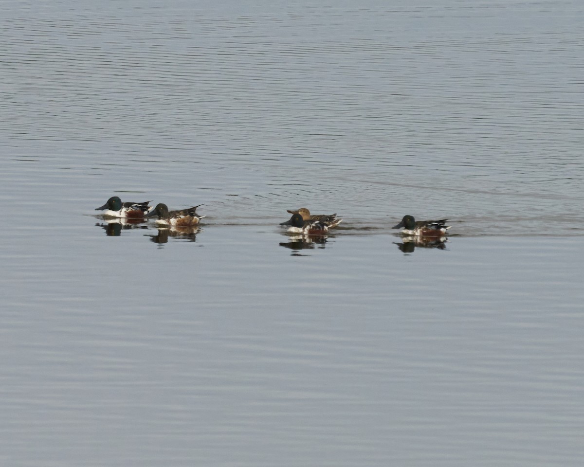 琵嘴鴨 - ML646448797