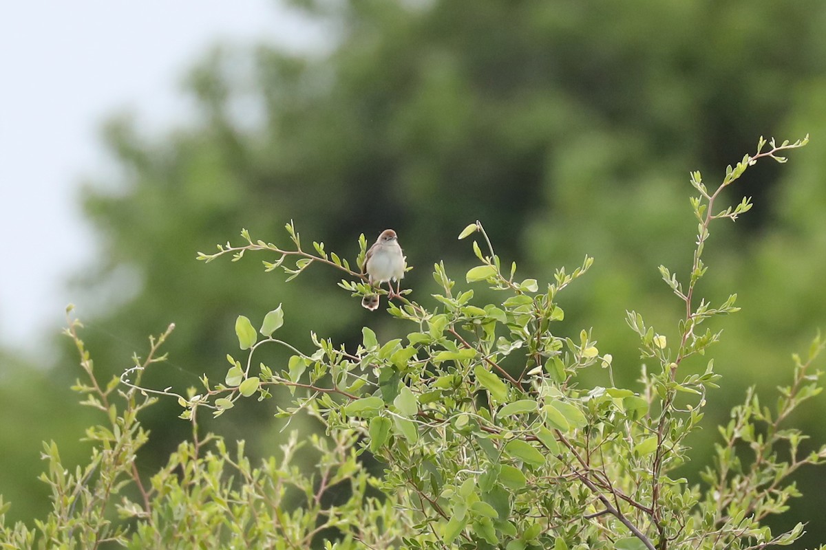 Rotscheitel-Zistensänger - ML646448798