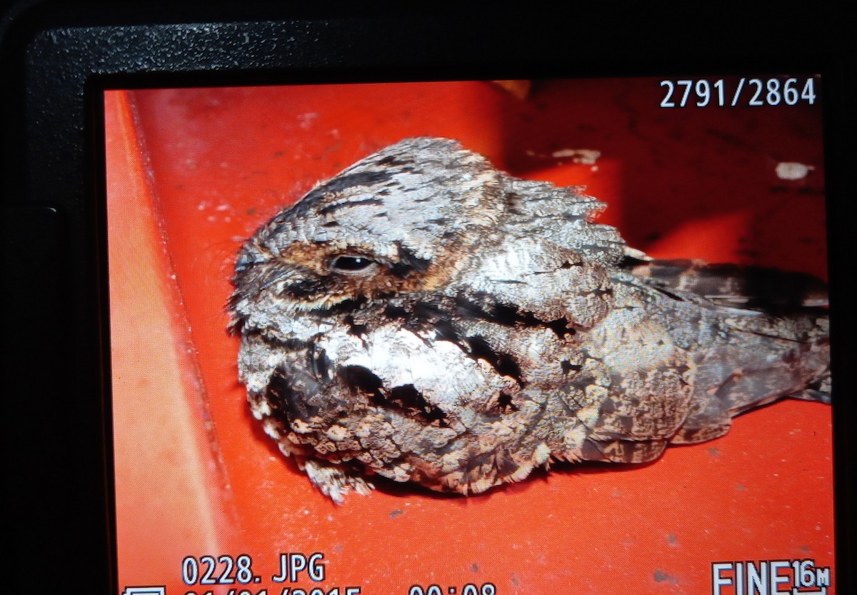 Eastern Whip-poor-will - ML646448799