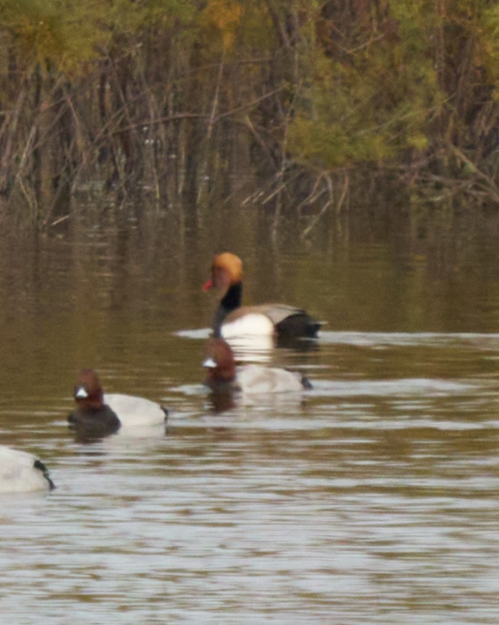 赤嘴潛鴨 - ML646448800