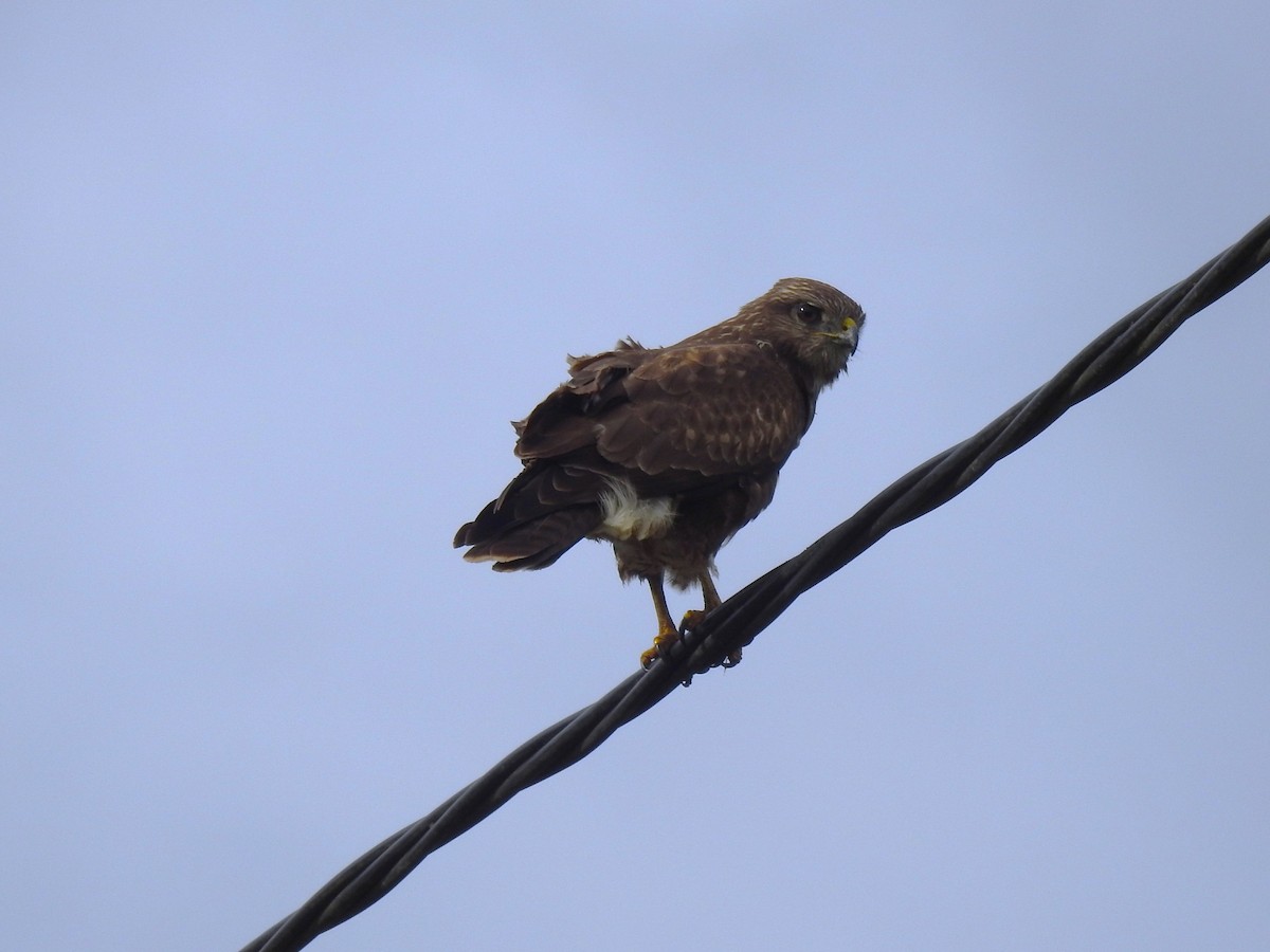 Zapelatz arrunta - ML646448803