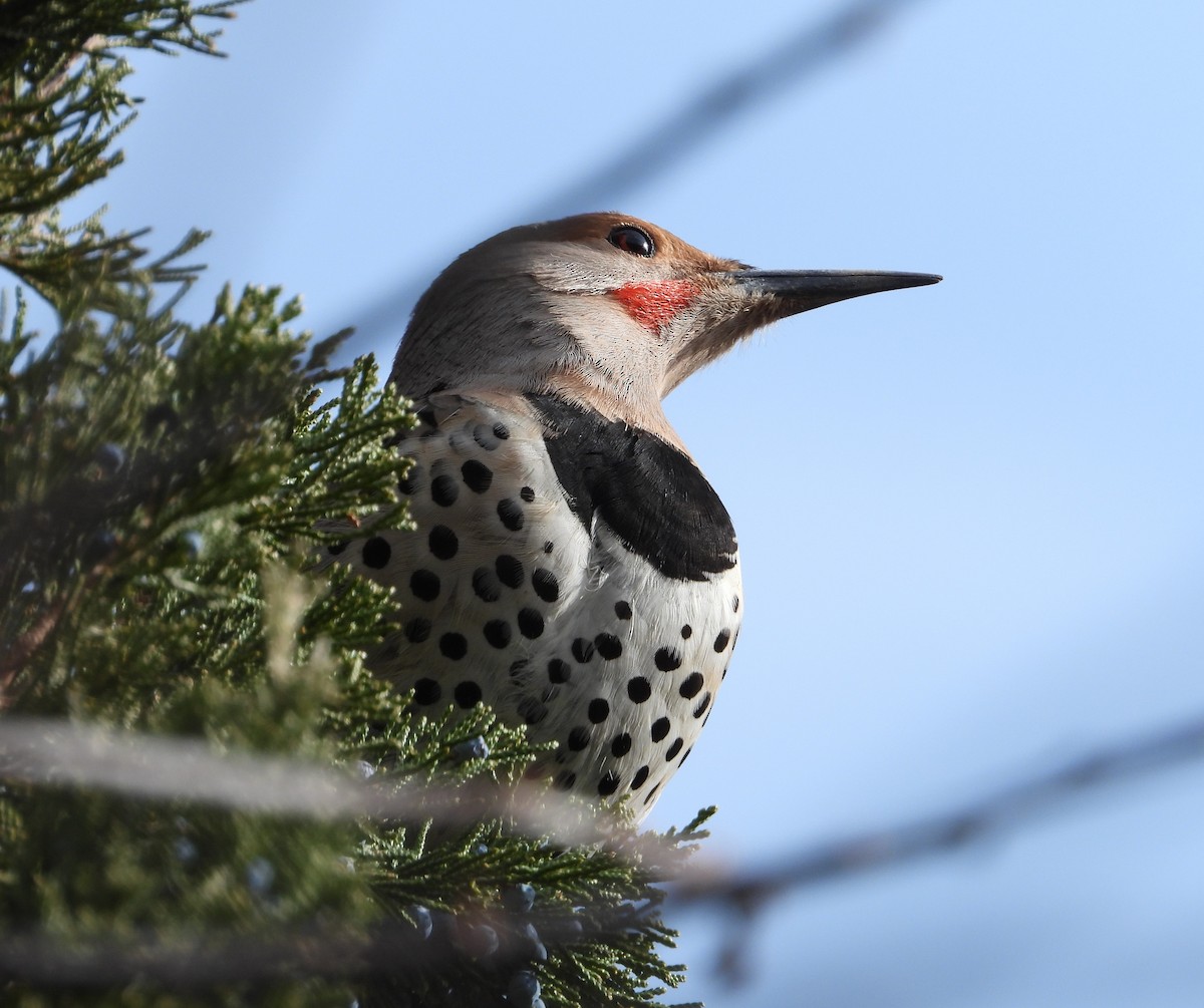 Northern Flicker (Red-shafted) - ML646448804