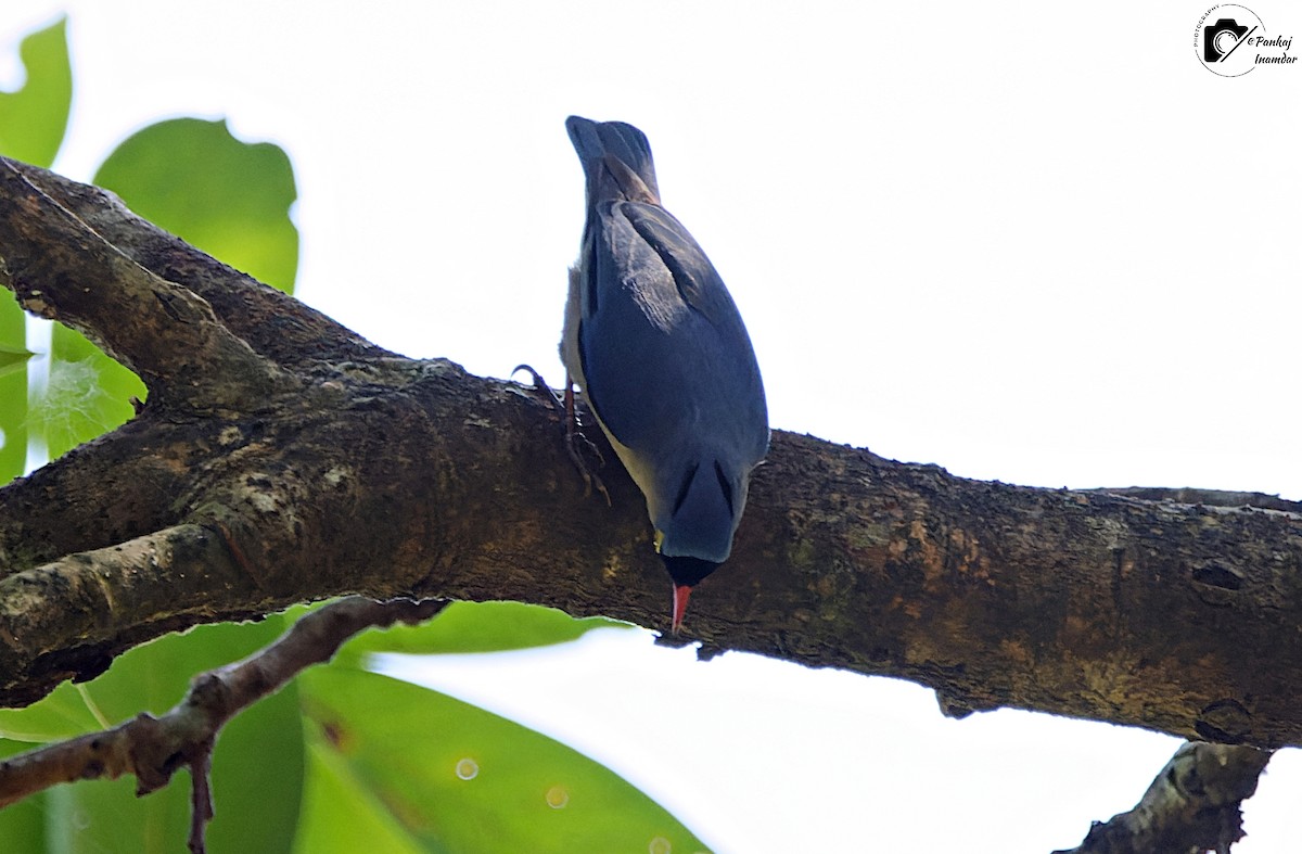 Velvet-fronted Nuthatch - ML646448805